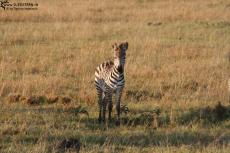 IMG 8302-Kenya, baby zebra in Masai Mara